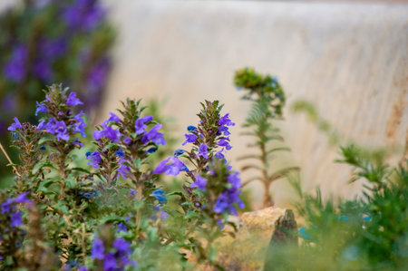 Nice meadow grass with flowers in Mongolia