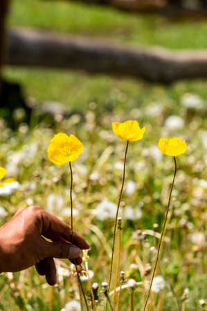 Nice meadow grass with flowers in Mongoliaの写真素材