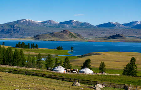 Nice meadow grass with flowers in Mongoliaの写真素材