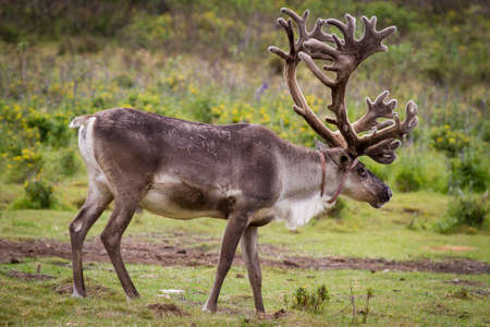 Nice meadow grass with reindeer in Mongoliaの写真素材