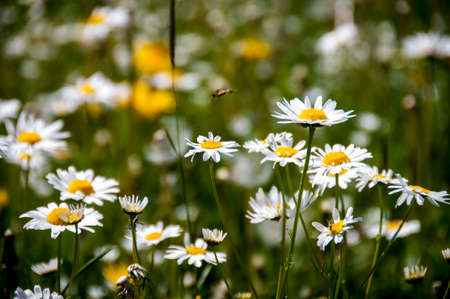 Nice meadow grass with flowers in Mongoliaの写真素材