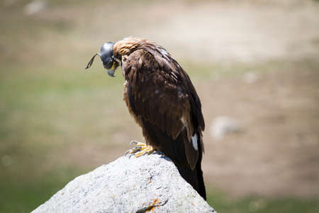 Nice meadow grass with eagle in Mongolia