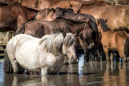 Nice meadow grass with horse in Mongoliaの写真素材