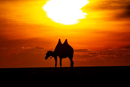 Nice camel in meadow grass Mongoliaの写真素材
