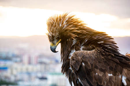 Nice eagle in meadow Mongolia