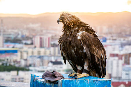 Nice eagle in meadow Mongoliaの写真素材