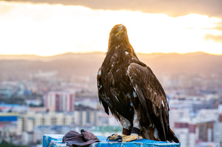 Nice eagle in meadow Mongolia