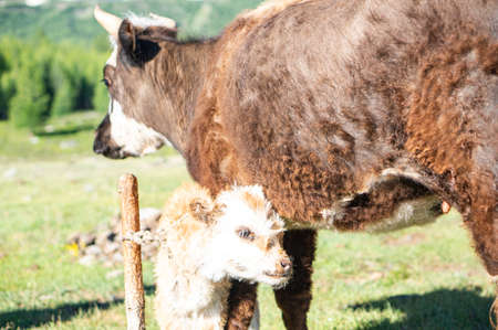 Nice meadow grass with cattle in Mongoliaの写真素材
