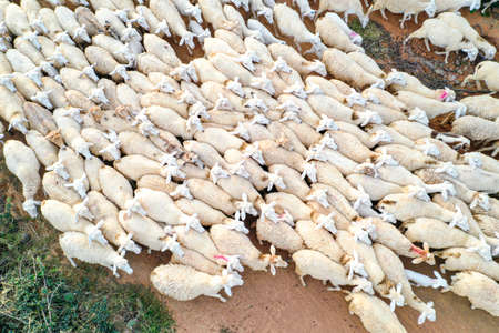 Herb of lamb on the field in Ninh Thuan province southern Vietnam