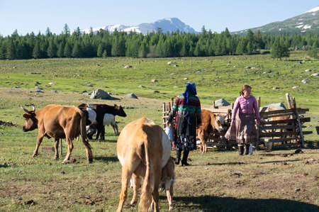 Nice meadow grass with cattle in Mongoliaのeditorial素材