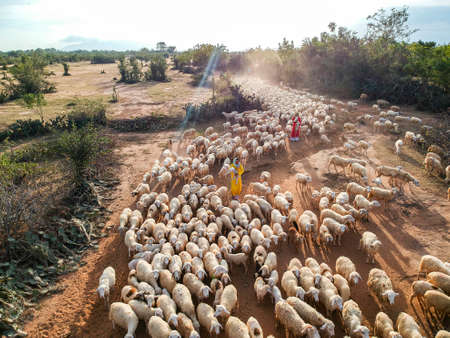Herb of lamb on the field in Ninh Thuan province southern Vietnamのeditorial素材