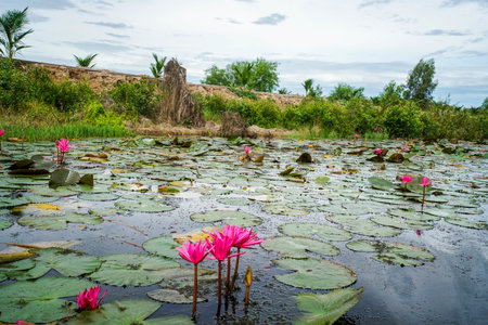 Nice lotus flower blossom in the canal Mekong Delta southern Vietnamの写真素材