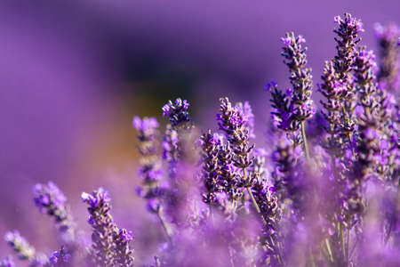 Nice lavender field in Tasmania island Australiaの写真素材