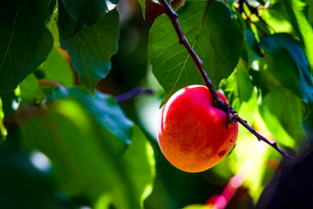 Nice peaches on the tree in Tasmania island Australiaの写真素材