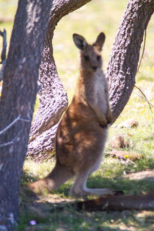 Nice animal in Tasmania island Australiaの写真素材