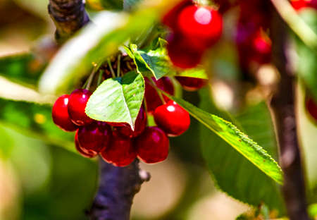 Nice cherry on the tree in Tasmania island Australia