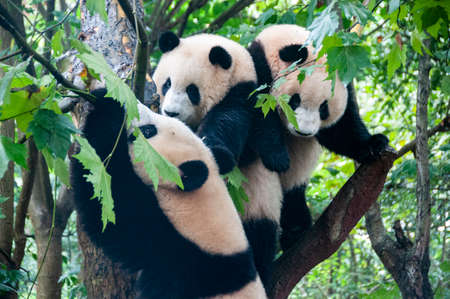 Nice panda in Chengdu zoo Sichuan province Chinaの写真素材