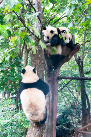 Nice panda in Chengdu zoo Sichuan province Chinaの写真素材
