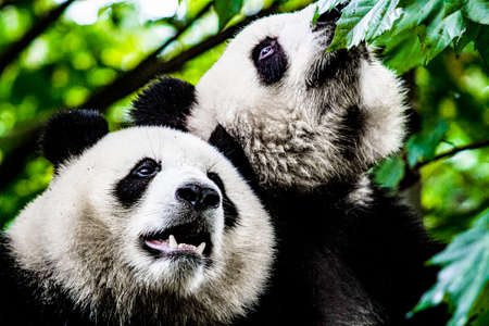 Nice panda in Chengdu zoo Sichuan province Chinaの写真素材