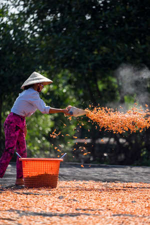 Drying shrimp in Kien Giang province southern Vietnamのeditorial素材