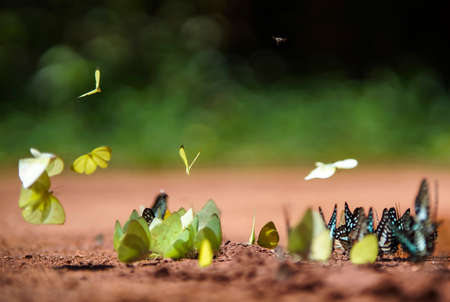 Colorful butterfy in Ma Da forest Dong Nai province southern Vietnamの写真素材