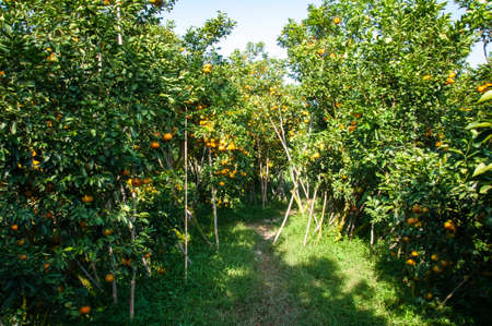 Tangerine garden in Lai Vung district Dong Thap province southern Vietnamの写真素材