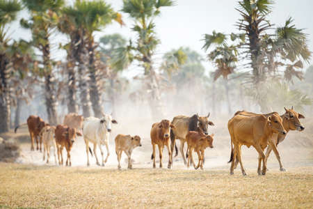 Herd of cows in An Giang province southern Vietnamの写真素材