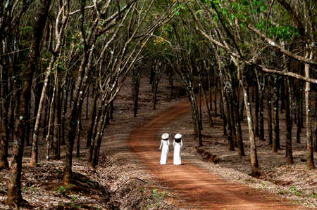 Nice rubber tree forest in Binh Phuoc province southern Vietnamの写真素材