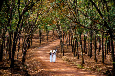 Nice rubber tree forest in Binh Phuoc province southern Vietnamの写真素材