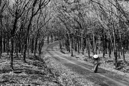 Nice rubber tree forest in Binh Phuoc province southern Vietnamの写真素材