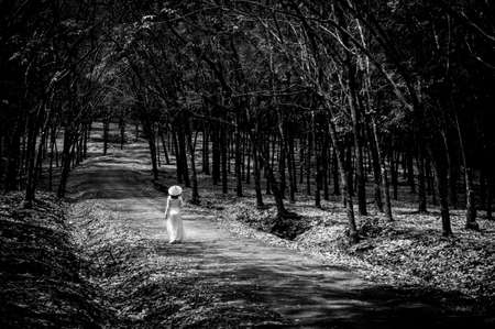 Nice rubber tree forest in Binh Phuoc province southern Vietnamの写真素材