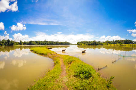 Bau Lach grass land in Binh Phuoc province southern Vietnamの写真素材