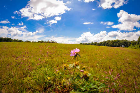 Bau Lach grass land in Binh Phuoc province southern Vietnamの写真素材