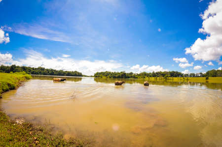 Bau Lach grass land in Binh Phuoc province southern Vietnamの写真素材