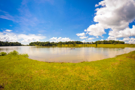 Bau Lach grass land in Binh Phuoc province southern Vietnamの写真素材