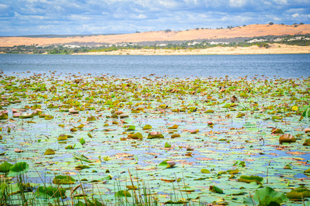 Bau Trang lake in Binh Thuan province central Vietnamの写真素材