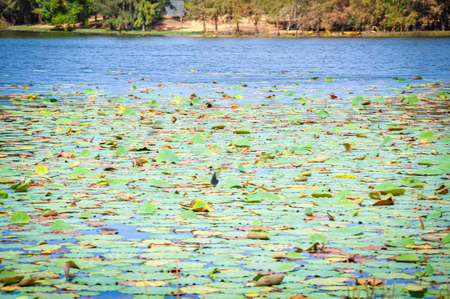 Bau Trang lake in Binh Thuan province central Vietnamの写真素材