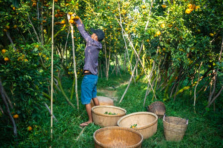 Tangerine garden in Lai Vung district Dong Thap province southern Vietnamのeditorial素材