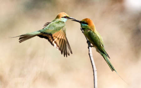 Bird flying in Ho Chi Minh city southern Vietnam