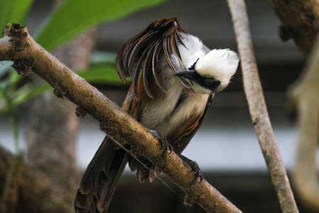 Bird flying in Ho Chi Minh city southern Vietnamの写真素材