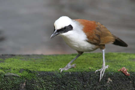 Bird flying in Ho Chi Minh city southern Vietnamの写真素材