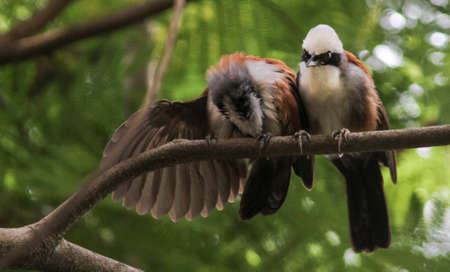 Bird flying in Ho Chi Minh city southern Vietnamの写真素材