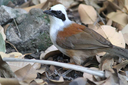 Bird flying in Ho Chi Minh city southern Vietnamの写真素材