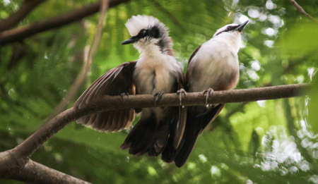 Bird flying in Ho Chi Minh city southern Vietnamの写真素材