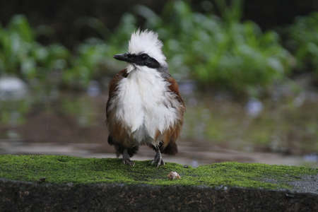 Bird flying in Ho Chi Minh city southern Vietnamの写真素材