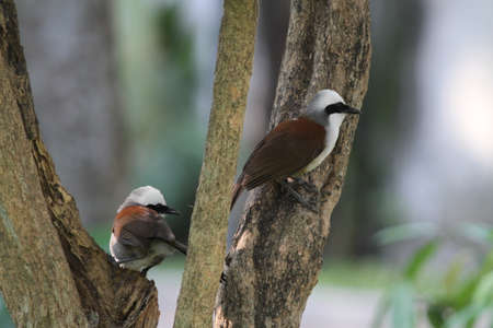 Bird flying in Ho Chi Minh city southern Vietnamの写真素材