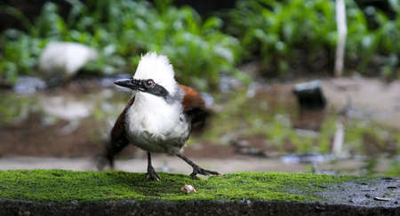 Bird flying in Ho Chi Minh city southern Vietnamの写真素材