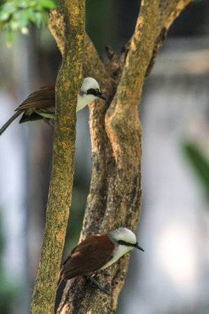 Bird flying in Ho Chi Minh city southern Vietnamの写真素材