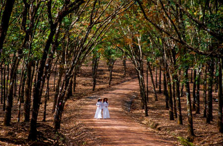 Nice rubber tree forest in Binh Phuoc province southern Vietnamのeditorial素材