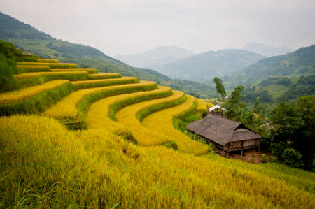 Hoang Su Phi rice terrace in Ha Giang province northern Vietnamのeditorial素材